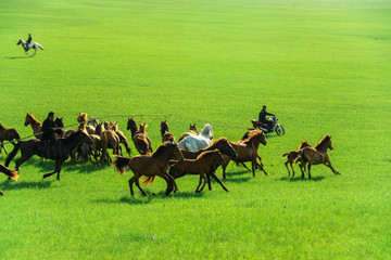 草原上蒙古族套马
