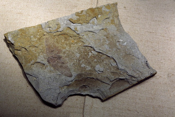 胡氏辽蝉化石标本