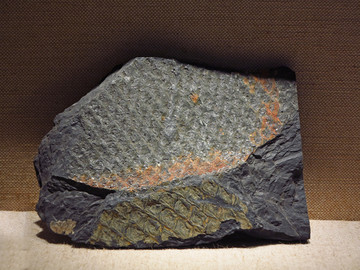 鳞木化石