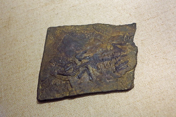 张和兽化石标本