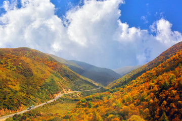 甘肃遮阳山森林公园