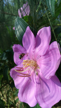 花朵蜜蜂