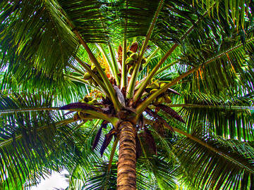 树上的椰子成熟椰子