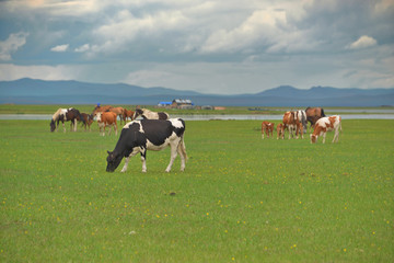 草原的牛群