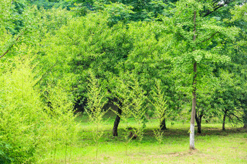 绿树背景