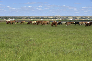 黄河草原上的牛群