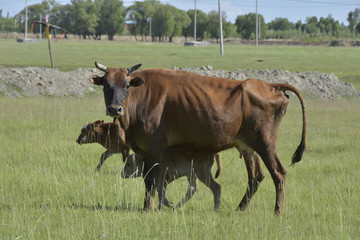 母子牛