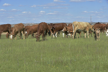 牛群吃草