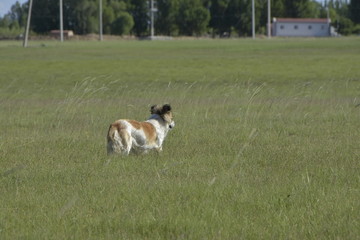 草原上的小狗