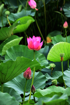 荷花