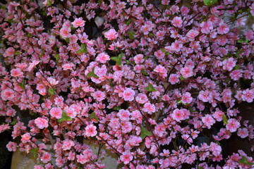 花艺