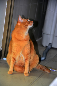 猫