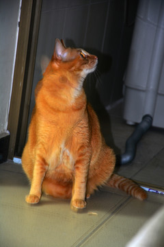 猫