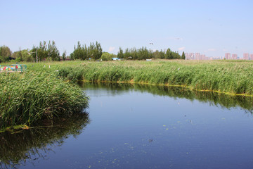 湿地沼泽