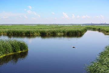 湿地沼泽