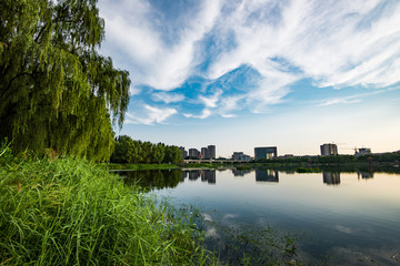 城市湿地风光