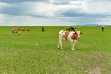 草原放牛