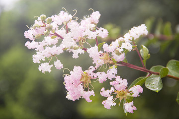 紫薇花