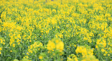 油菜花田