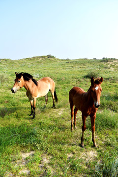 母马和马驹
