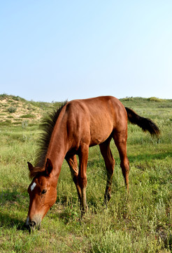 草地上的马驹