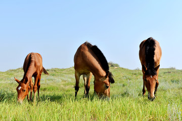 草地上的马群