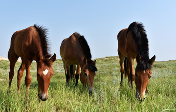 绿草地上的马群