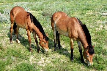 母马和马驹图片