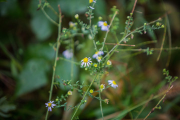 野菊花