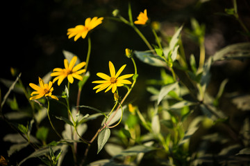 野菊花