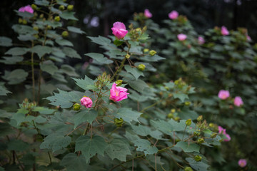 芙蓉花