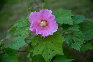 芙蓉花