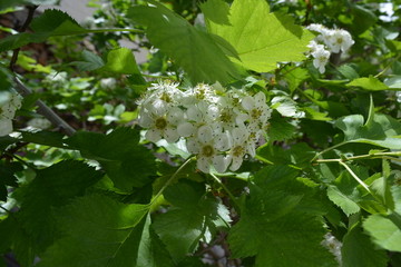 山楂花