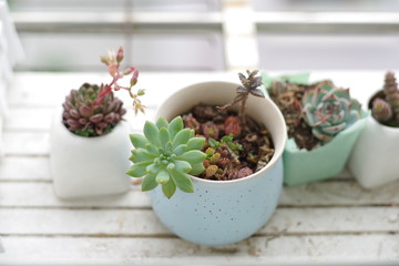 多肉植物
