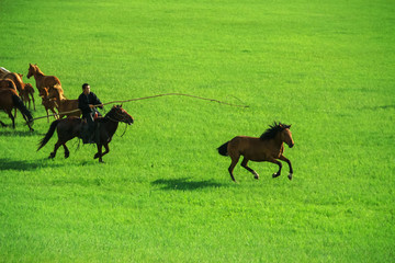 蒙古族套马