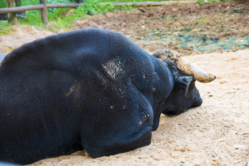 野牛