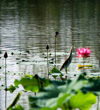 荷花池鹭