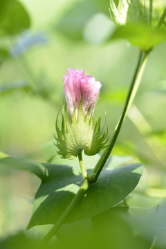 花蕾