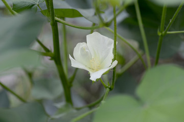 棉花花蕾