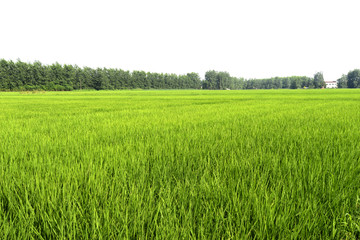 农村风光
