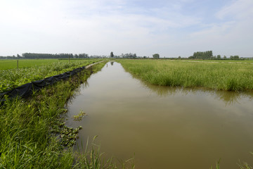 龙虾池