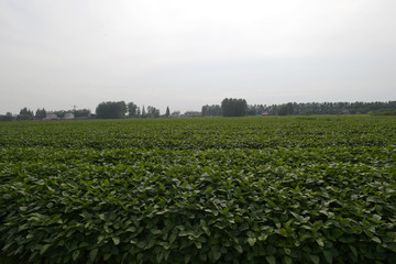 黄豆地