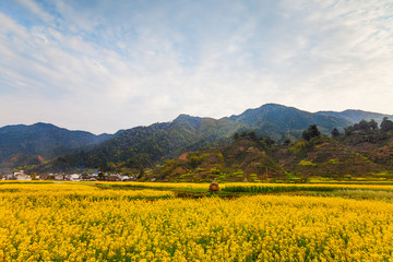 山区油菜花