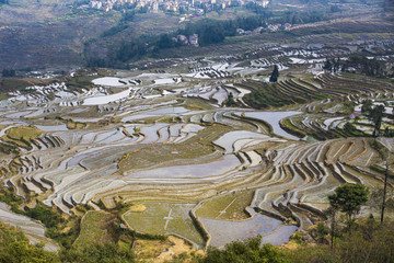 云南红河元阳梯田多依树景点