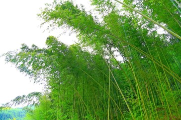 竹林风光