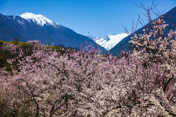 林芝雪山下的桃花