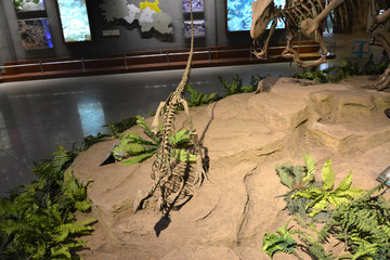 自贡恐龙博物馆恐龙化石