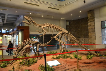 完整恐龙化石