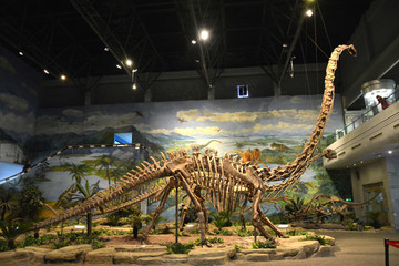 恐龙博物馆恐龙架化石