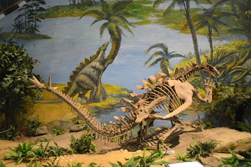 自贡市恐龙骨架化石